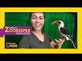 Hip Hoppin' Hornbills | Sam's Zookeeper Challenge