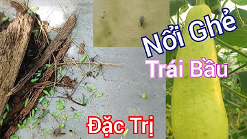 Đặc trị rầy xanh trên cây bầu - Bí quyết diệt rầy xanh hiệu quả