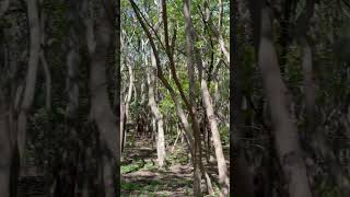 Bosque Cuauhtémoc Jiquilpan, Michoacán...