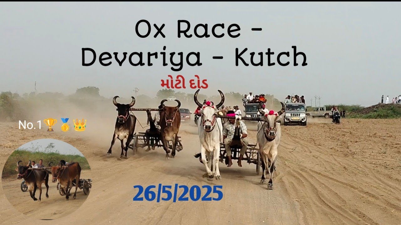 શાભરીનશા પીર ઉર્સ નિમિત્તે રેકડા દોડ 🛞🐂 || દેવડીયા - અંજાર (કચ્છ) || OX RACE IN KUTCH 🔥#kutchi #bull