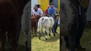 Show Calves At Erris Show