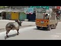 Bull chases truck to save the cow he loves