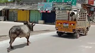 Bull Chases Truck To Save The Cow He Loves