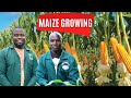 How To Grow Maize And Make Millions In 3 Months How To Grow Maize And Make Millions In 3 Months