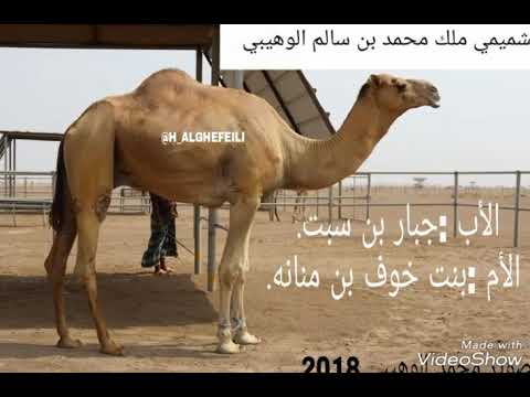 بعض الزمول المتوجده في محمية محمد بن سالم الوهيبي