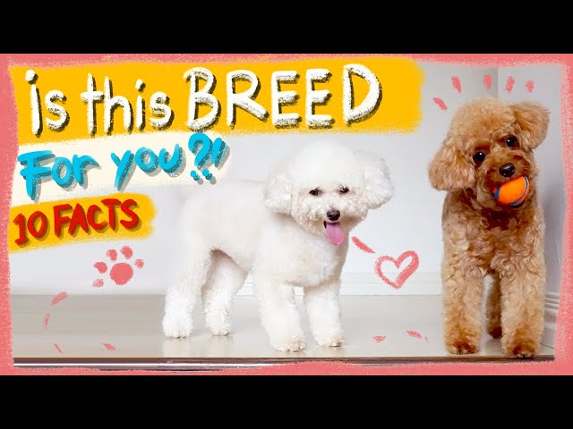 13 Things You Should Know About the Toy Poodle - Your Dog Advisor