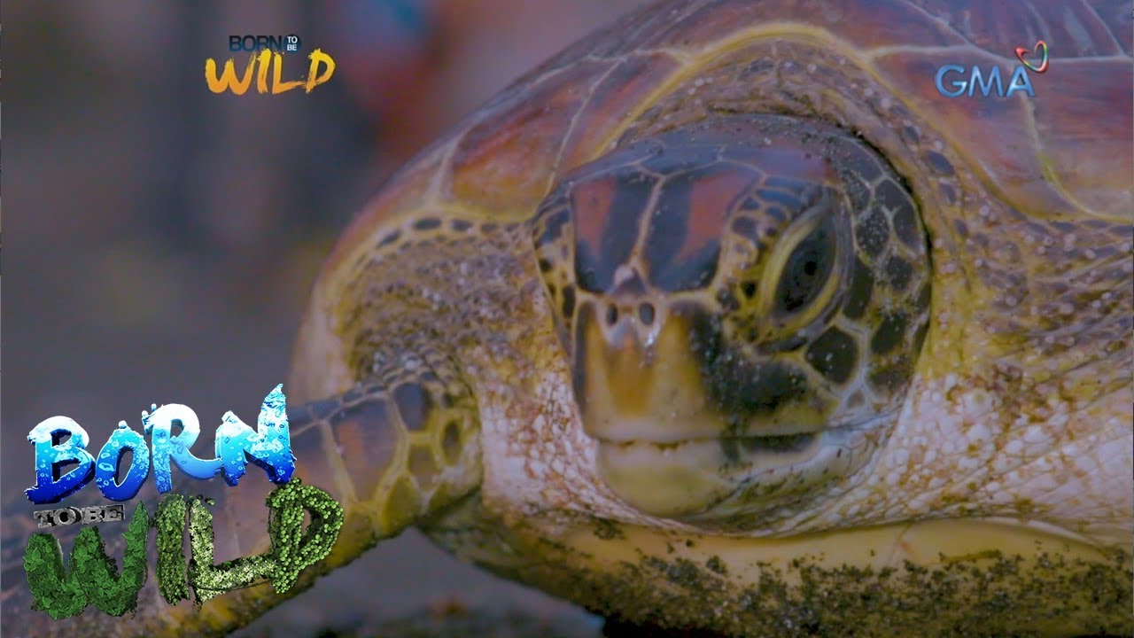 Born to be Wild: Saving endangered sea turtles - YouTube