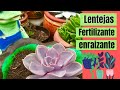 Uso de las lentejas como fertilizante y enrraizante para tener hermosas y saludables tus plantas