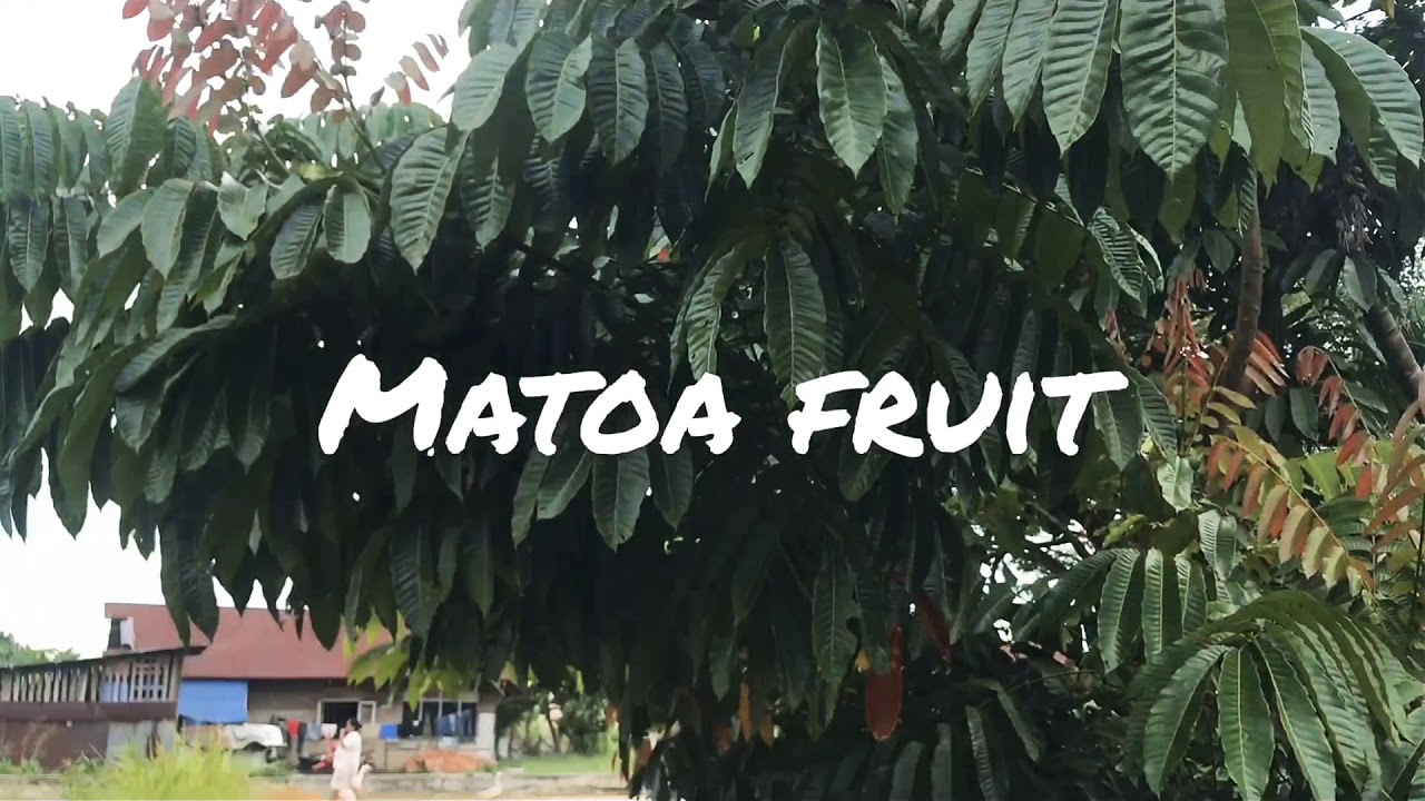 Description Matoa Fruit 