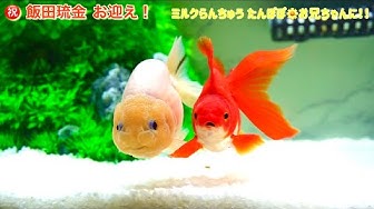 琉金 Youtube