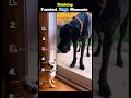 Ranking Funniest Dogs Moments #shorts#dog #vairalshort #comedy #funny  #ranking