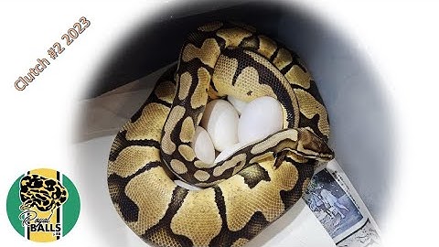 Breeding Ball Pythons; Clutch #2 2023
