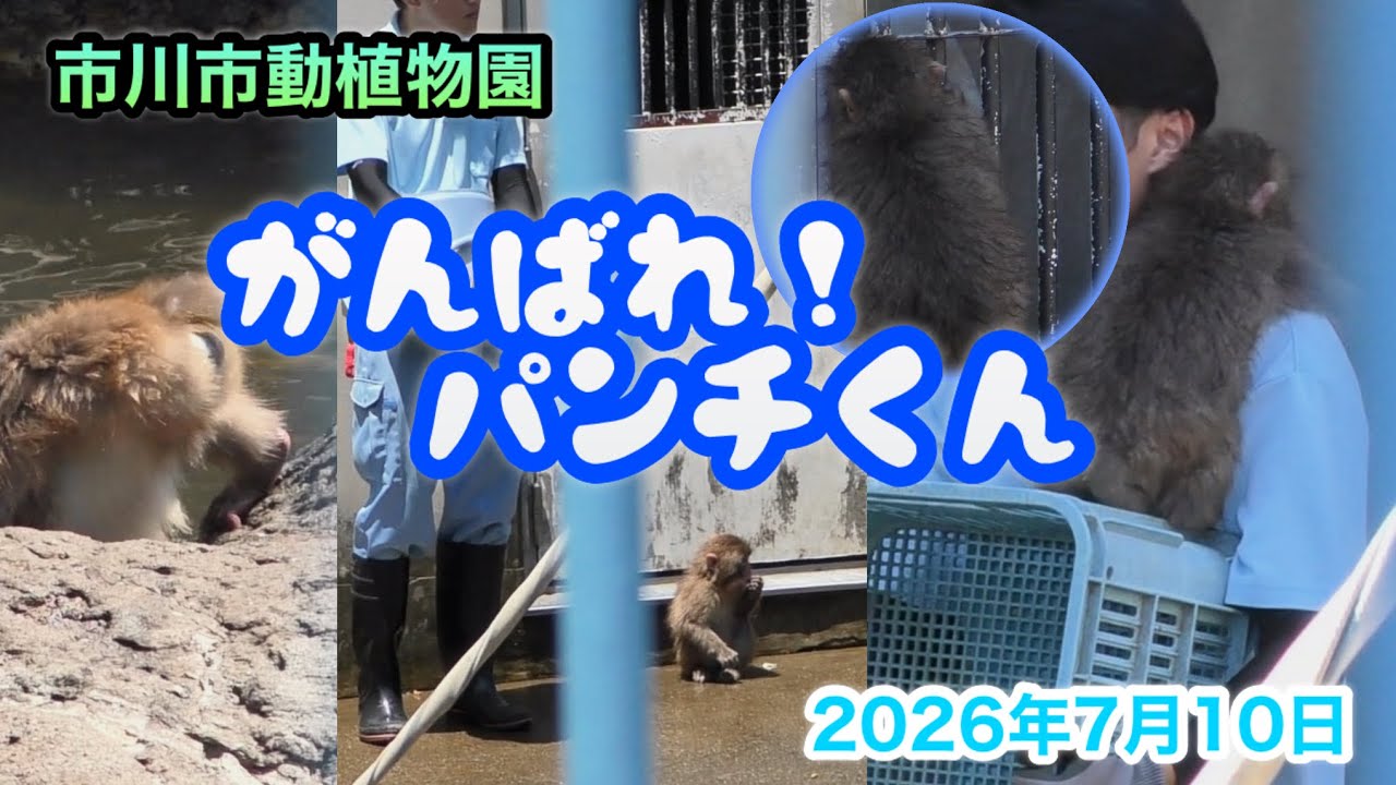 がんばれ！パンチくん【2026年7月10日】 - YouTube