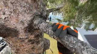 Removing a Spruce Tree That’s Been Top
