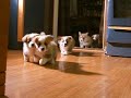 5 little welsh corgi  pembroke puppies