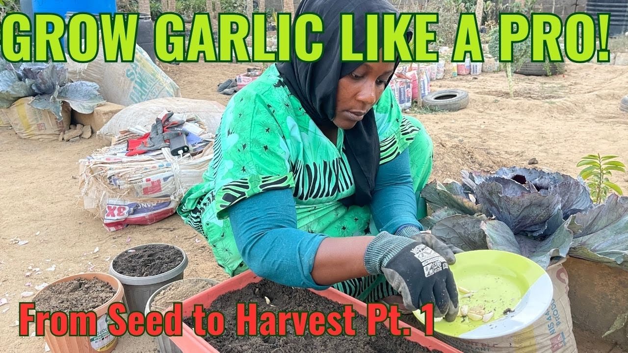🧄🌱 *Выращивайте чеснок как профессионал: пошаговое руководство от семян до подготовки почвы и пос...