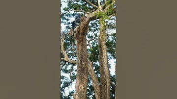 ⚡🌳 Epic Tree Cutting Skill  One Clean Slice! 🪓✅