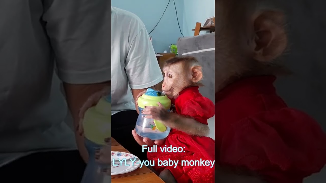 Baby monkey Lyly is smart like a person carrying a water bottle