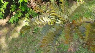 Gleditsia triacanthos 'Rubylace' dřezovec trojtrnný