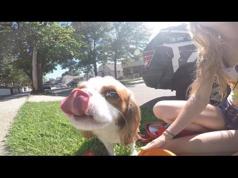 puppy paradise A Walk with Bunker GoPro HD