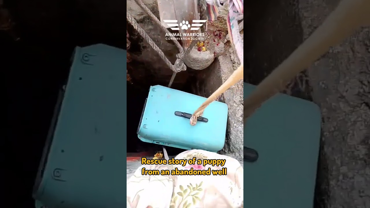 Puppy rescue from a Well | Cute puppy video | Emotional rescue | AWCS