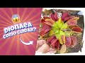 Como cultivar a famosa Dionaea Muscipula - (Vênus Flytrap)