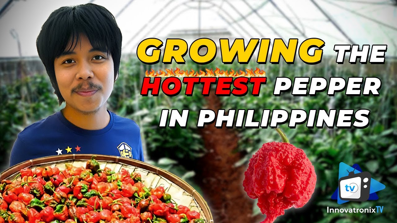 Перец сорта «Carolina Reaper»: выращивание самого острого перца на Филиппинах (сельское хозяйство...