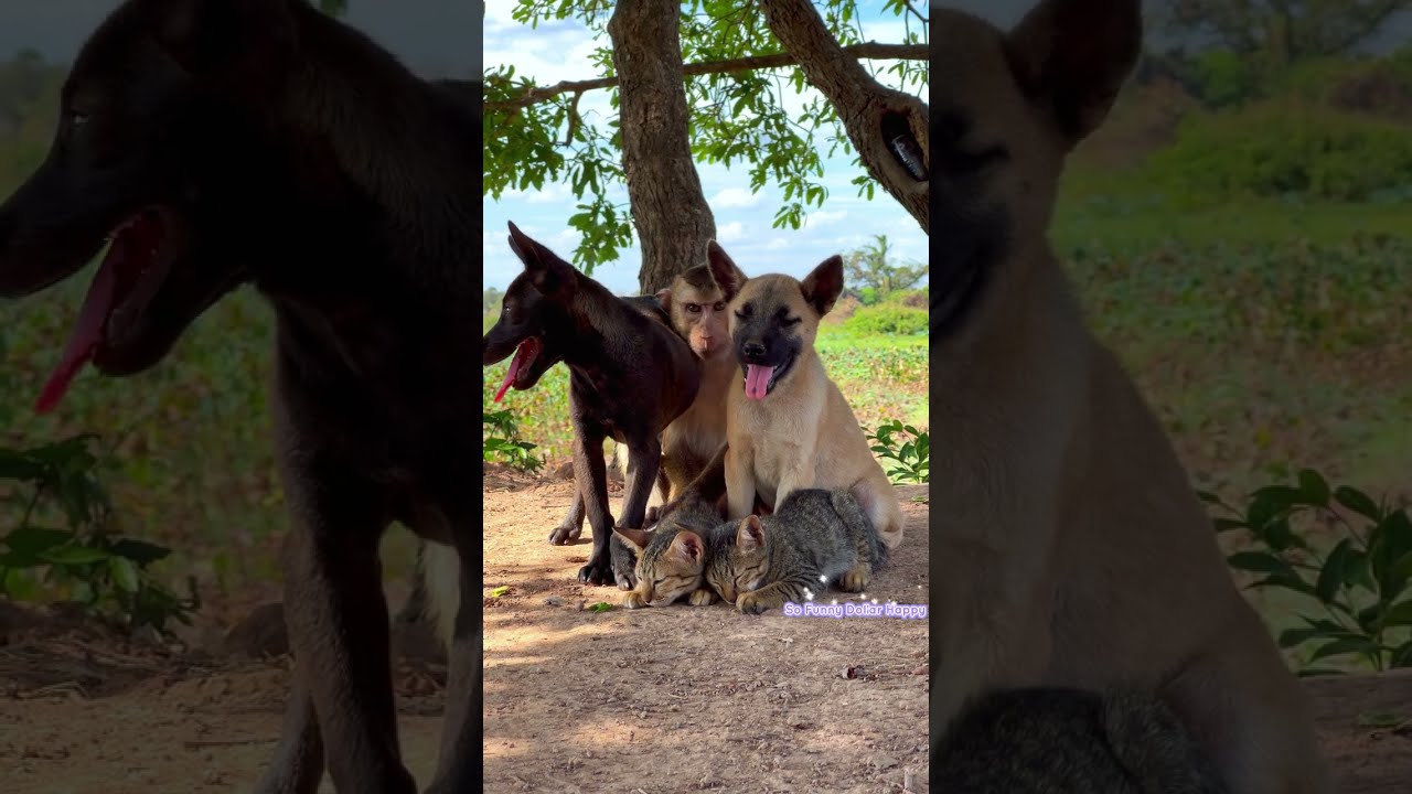 So smart Dollar ...both so cute baby dogs protect , Dollar hide ? try not to laugh , so funny !