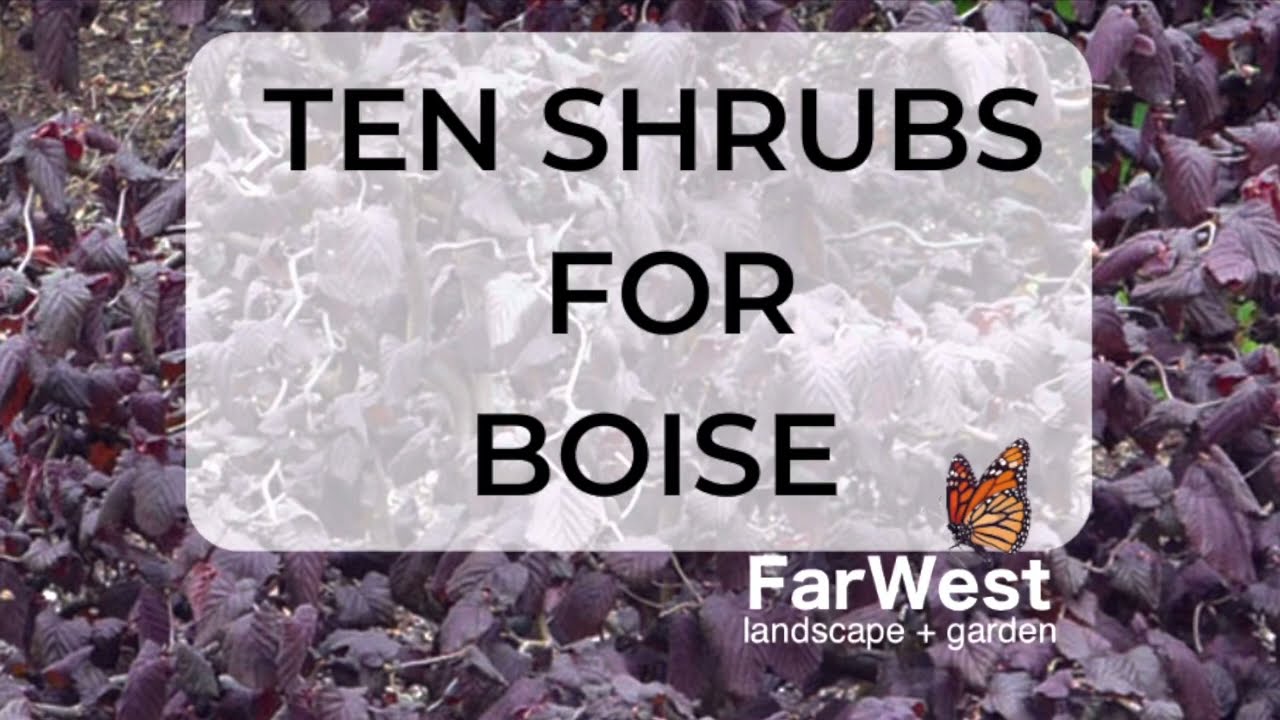 10 Shrubs for Boise, Idaho