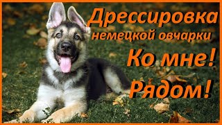 Дрессировка Немецкой овчарки Ко мне / Рядом