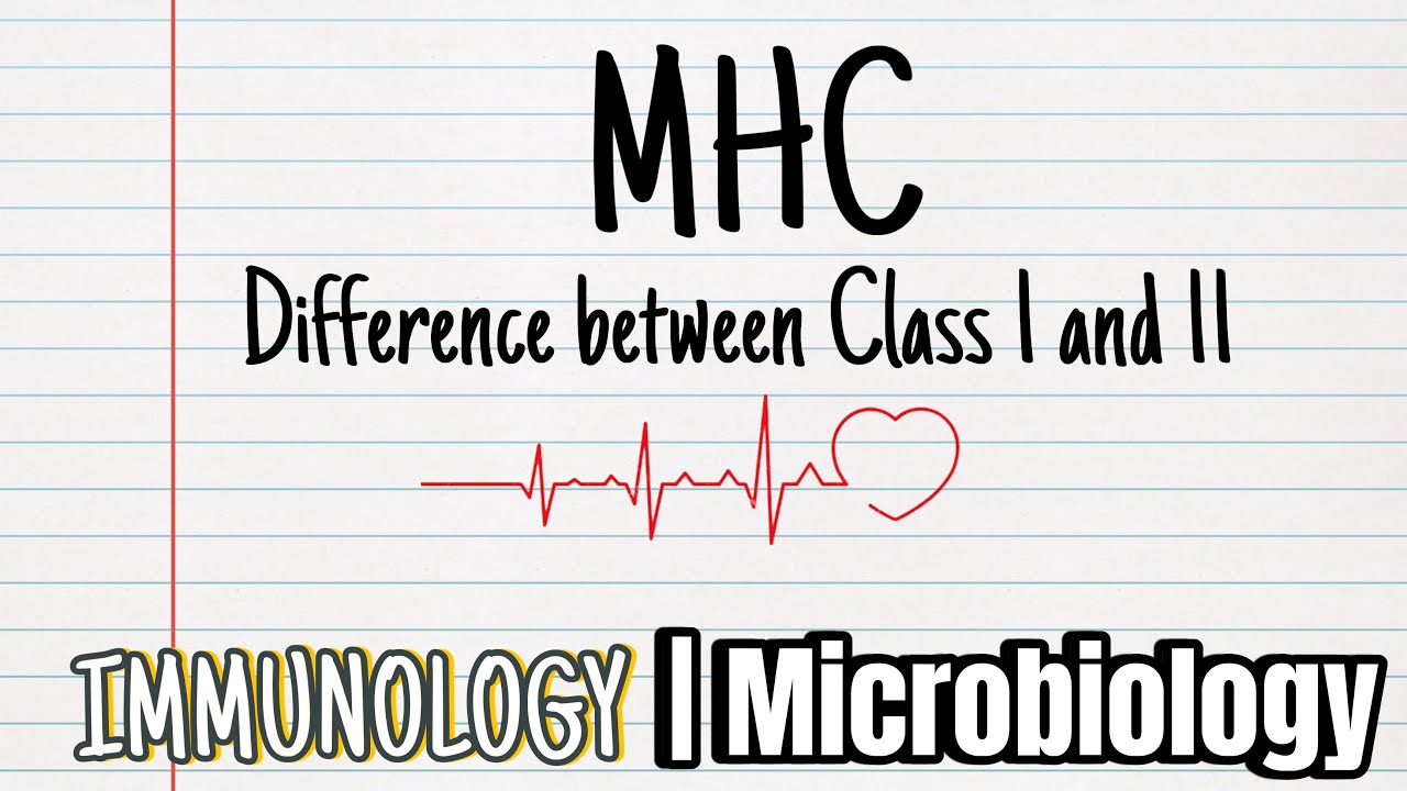 MHC Class I and MHC Class 2 differences | Immunology I Microbiology ...