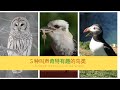 这些鸟的叫声太搞笑—盘点5种叫声奇特有趣的鸟类 5 funniest birds calls in the world