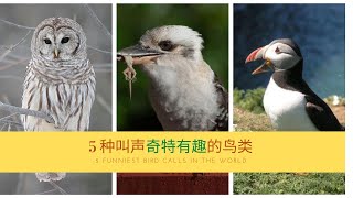 这些鸟的叫声太搞笑—盘点5种叫声奇特有趣的鸟类 5 funniest birds calls in the world