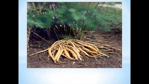 Tác dụng cây thiên môn đông