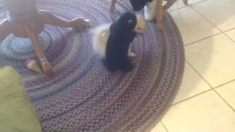 Candy and Curly play date