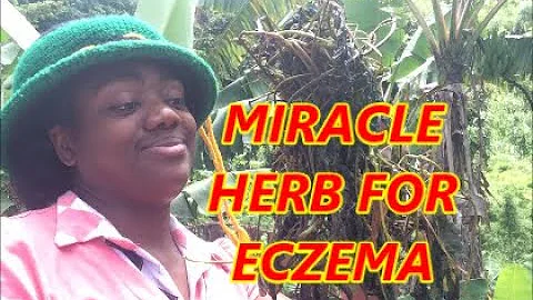 MIRACLE HERB FOR ECZEMA | SKIN RASHES - QUACO| GUA...