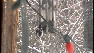 Nancy Today: Goldfinch at the feeder ASMR Birds 'Sounds of Nature' screenshot 5