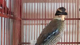 suara burung PAOK panca warna burung paling cantik screenshot 4