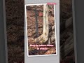 Deer keeps teasing us!  #deerhunting #deerhunter #deer #shortsvideo #shorts