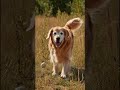 Totem Hund #totems #hund #spiritualität #shamanism