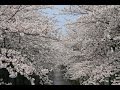 Japanese Folk Song #41: Blossoms (花 / Hana)