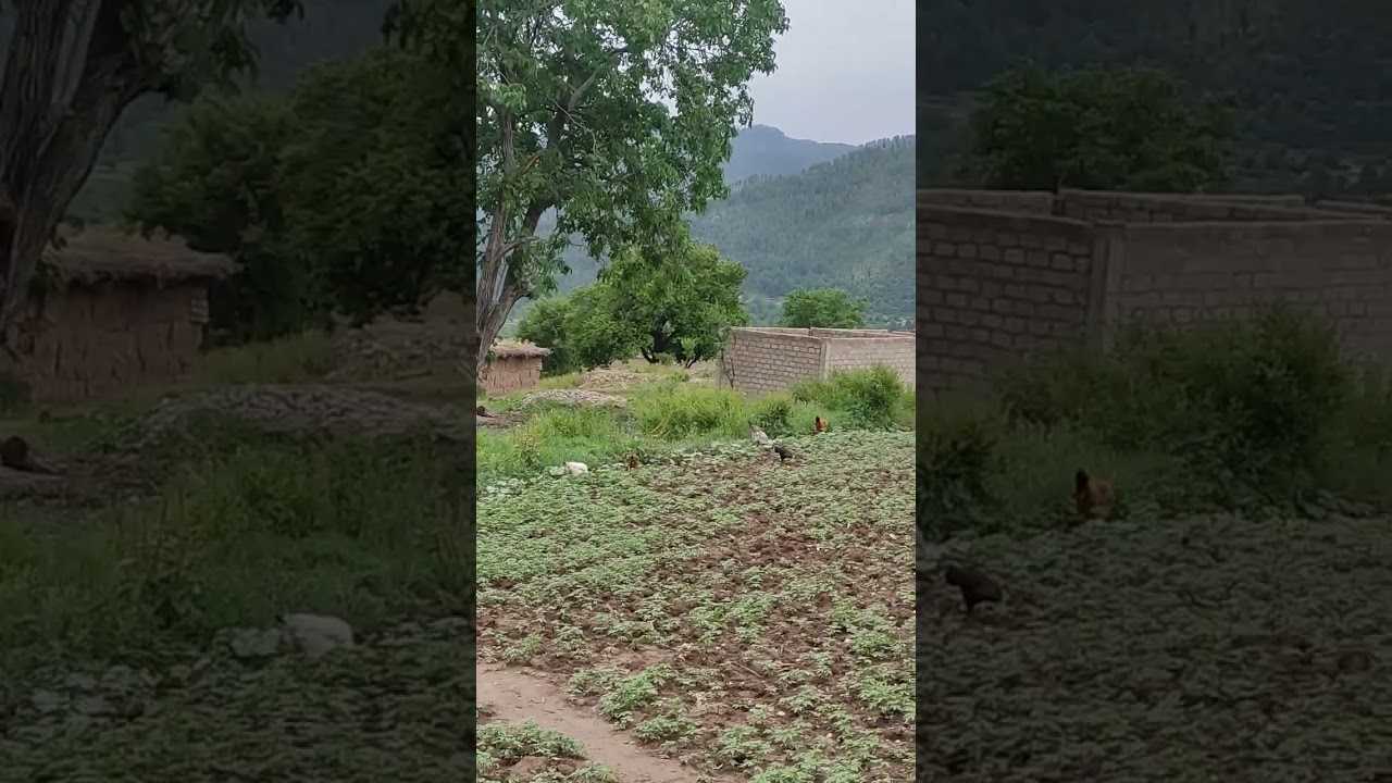 my tinyhen farm. beautiful chicken, hunting for food. #birds #hen #chicken #animals #nature