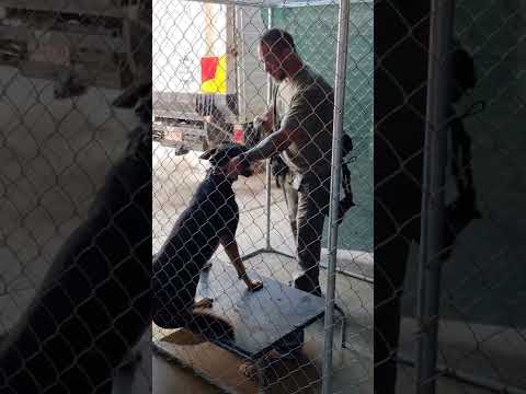Andy the Dog handler places the Chain on the dog and the appropriate lead control method