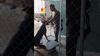Andy the Dog handler places the Chain on the dog and the appropriate lead control method