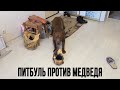 Питбуль VS Статуэтка. Злой питбуль !!! История питбуля Спайка декабрь 2015.