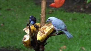 Costa Rica: Nature's Showcase