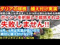 【ダリア　球根植え付け】４月に入りダリア球根の芽だ動き始めました。植え時なので辞意際に鉢植えをしてみましたVer129【カーメン君】【ダリア】【dahlia】【栽培】