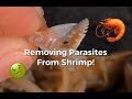 Removing Blood Sucking Parasites from Estuary Shrimp Compilation