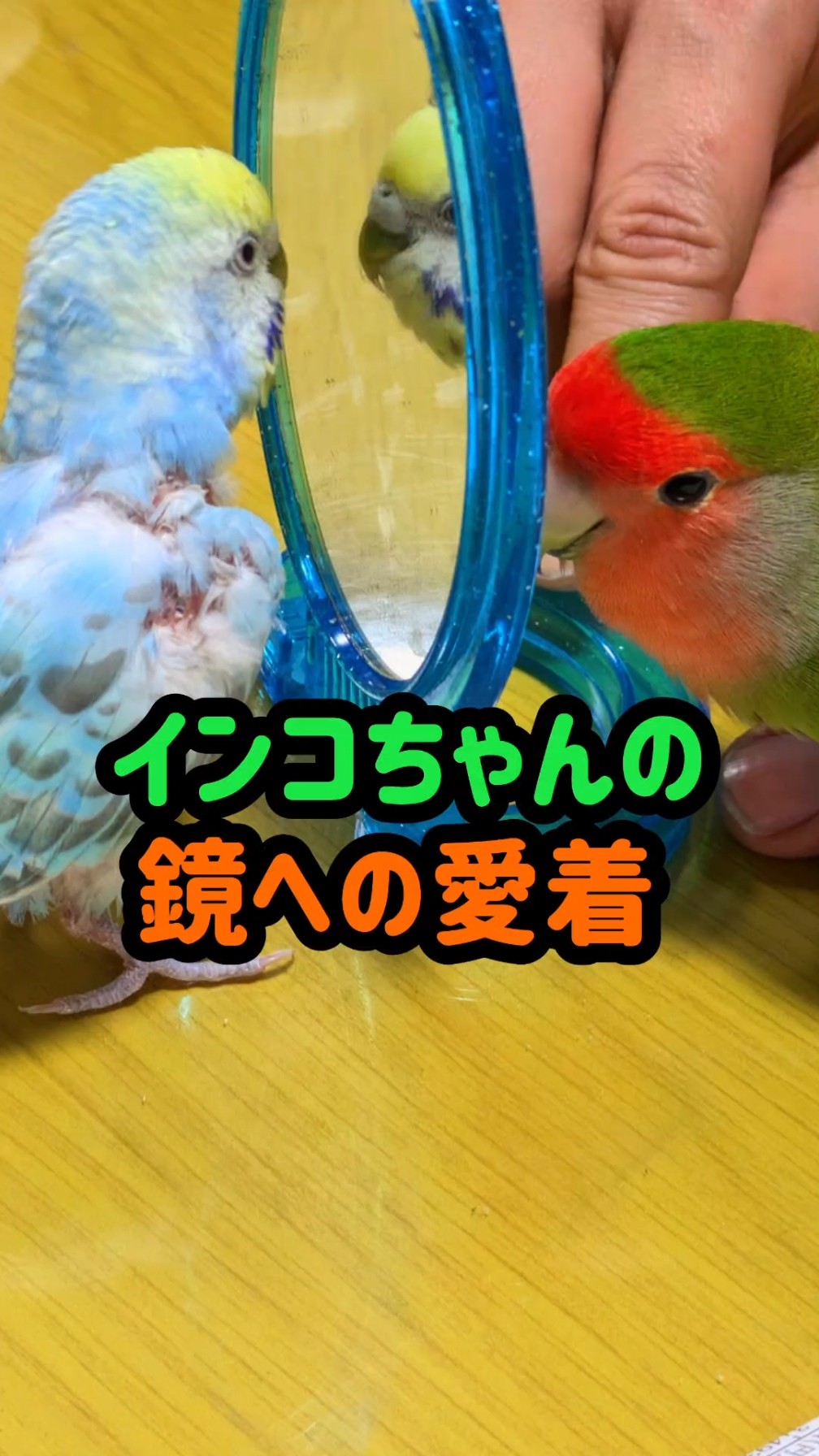 My Parakeet's Attachment to the Mirror - YouTube