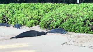 Hawaiian Monk Seals doing what they do!